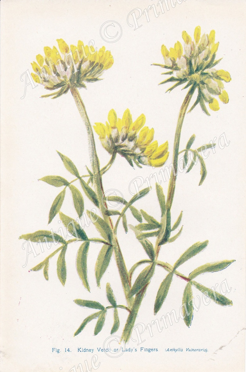 1910 Common Kidney Vetch or Lady's Finger or Woundwort Anthyllis vulneraria Origianl Antique Colored Plate image 1