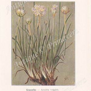 1913 RED CLOVER Trifolium pratense, on the reverse side Thrift, Sea Thrift and Sea PINK Armeria vulgaris Original Antique Colored Plates image 2