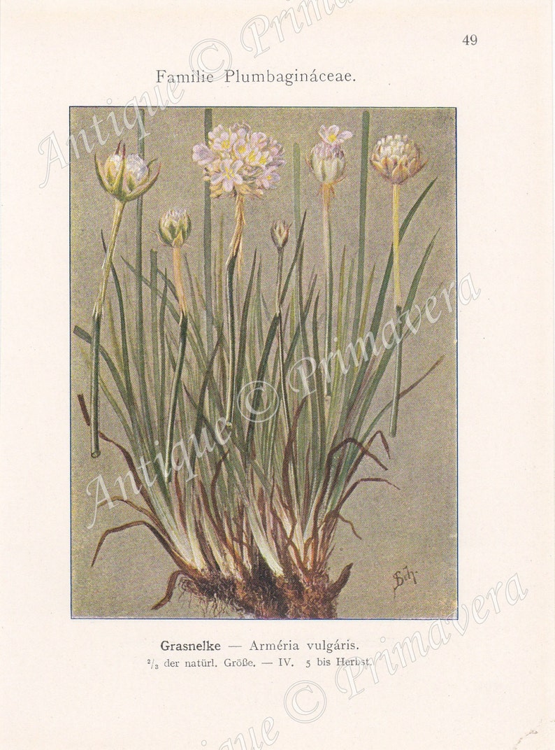 1913 RED CLOVER Trifolium pratense, on the reverse side Thrift, Sea Thrift and Sea PINK Armeria vulgaris Original Antique Colored Plates image 2