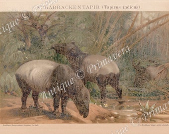 1898 Malayan or Asian Tapir - Tapirus indicus Original Antique German Chromolithograph