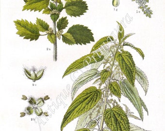 1927 Common Nettle  or Stinger - Urtica dioica, Annual Nettle, Dwarf or Small Nettle - Urtica urens, Original Antique Chromolithograph