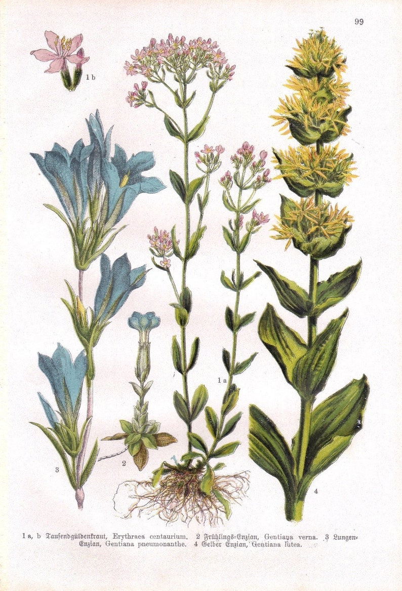 Gentiana lutea Great Yellow Gentian Marsh GENTIAN 1927 Beautiful European CENATAURY SPRING Gentian Original Antique Chromolithograph