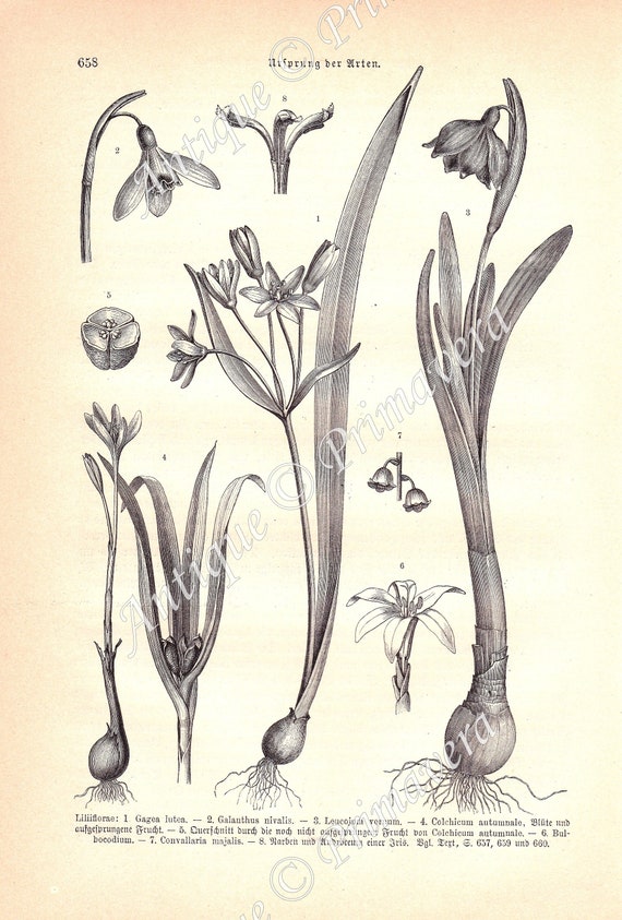 1890 Lovely Lilianae: Yellow Star-of-bethlehem Common | Etsy