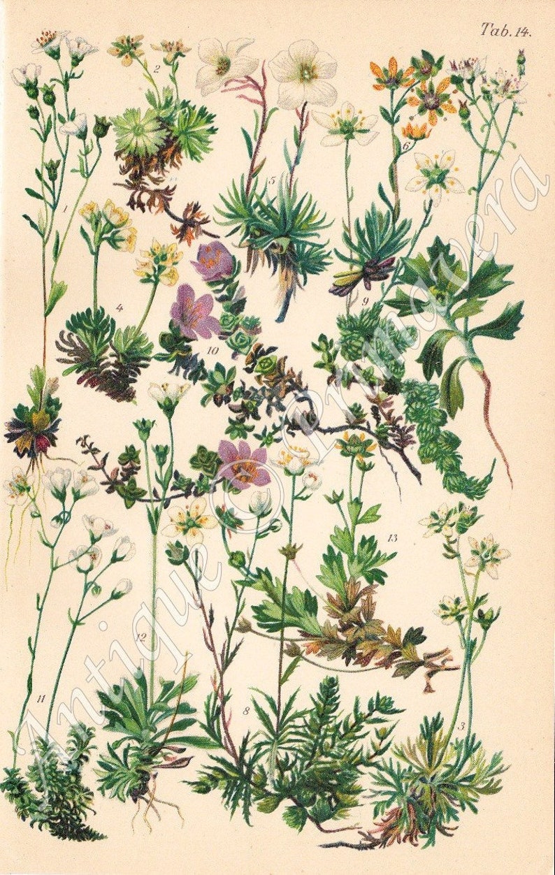 1937 Wonderful Alpine Stonebreaker Flowers SAXIFRAGACEAE Yellow, Musky, Purlple, Starry Saxifrages, Original Antique Chromolithograph image 1