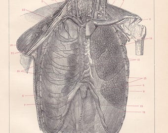 1893 Anatomy of the Human Body: Chest and Prefrontal Thoracic Wall Original Antique German Engraving