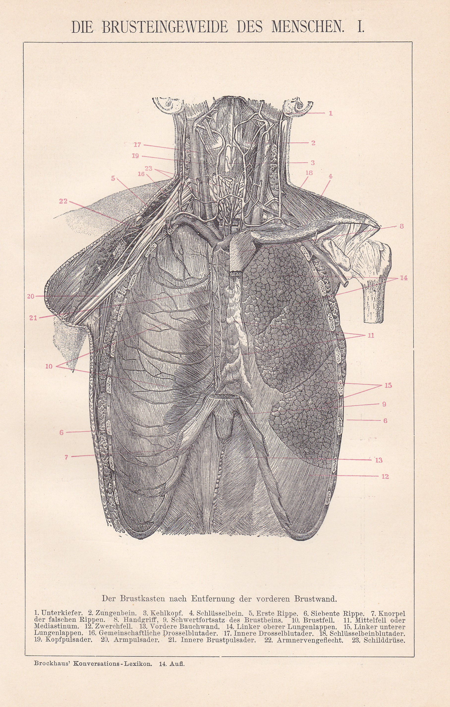1893 Anatomy of the Human Body: Chest and Prefrontal Thoracic | Etsy