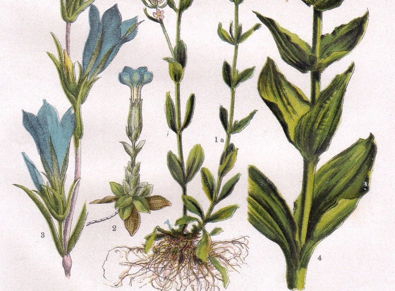 Gentiana lutea Great Yellow Gentian Marsh GENTIAN 1927 Beautiful European CENATAURY SPRING Gentian Original Antique Chromolithograph