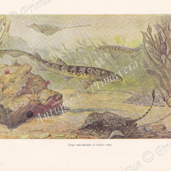 1958 Nursehound or Large-spotted Dogfish - Scyliorhinus stellaris et Thornback Ray - Raja clavata Original Antique Colored Print