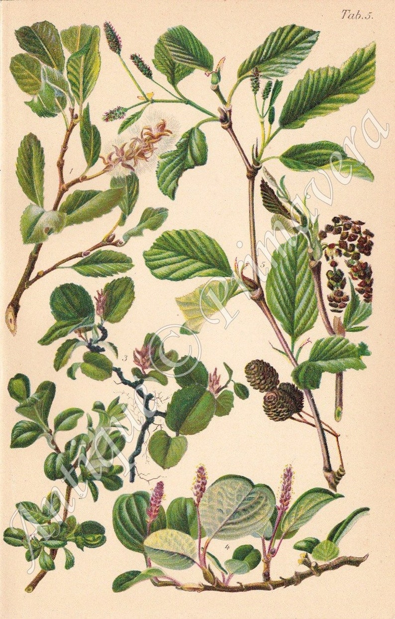 1937 Wonderful Willow Family Salicaceae Flowering Plants of Dwarf Willow, Mountain Willow, Alder etc. Original Antique Chromolithograph image 1