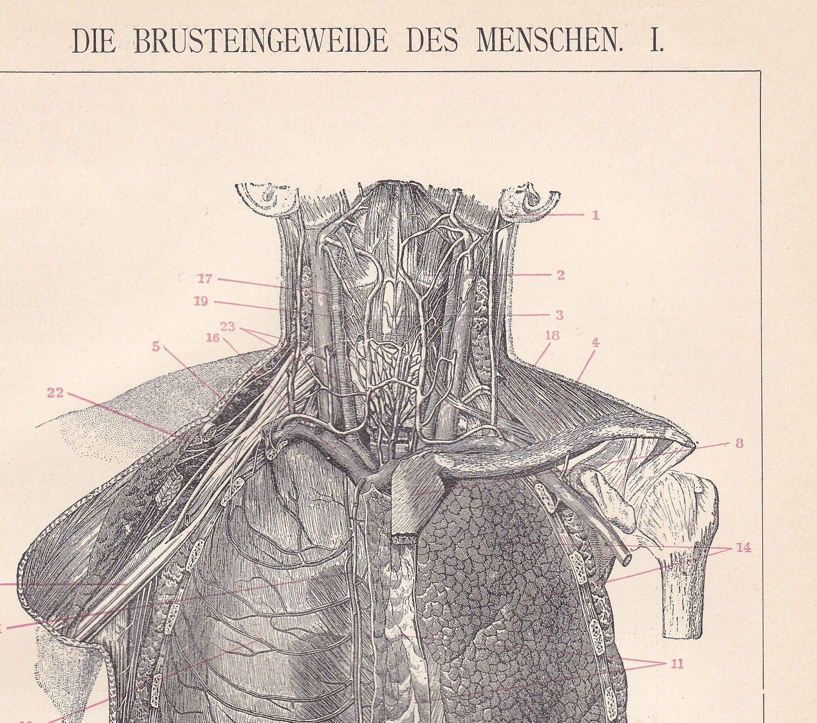1893 Anatomy of the Human Body: Chest and Prefrontal Thoracic | Etsy