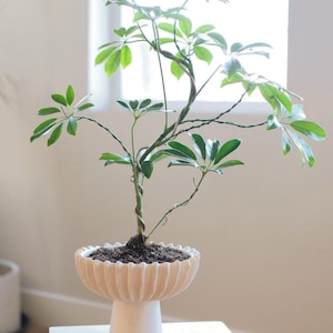 以下が含まれることがあります： 鮮やかな緑の葉とねじれた茎を持つ小さな鉢植え。植物は、小さな明るい色の石のテーブルの上に、白い溝付きのセラミックポットに入っています。背景には自然光が入る窓があります。