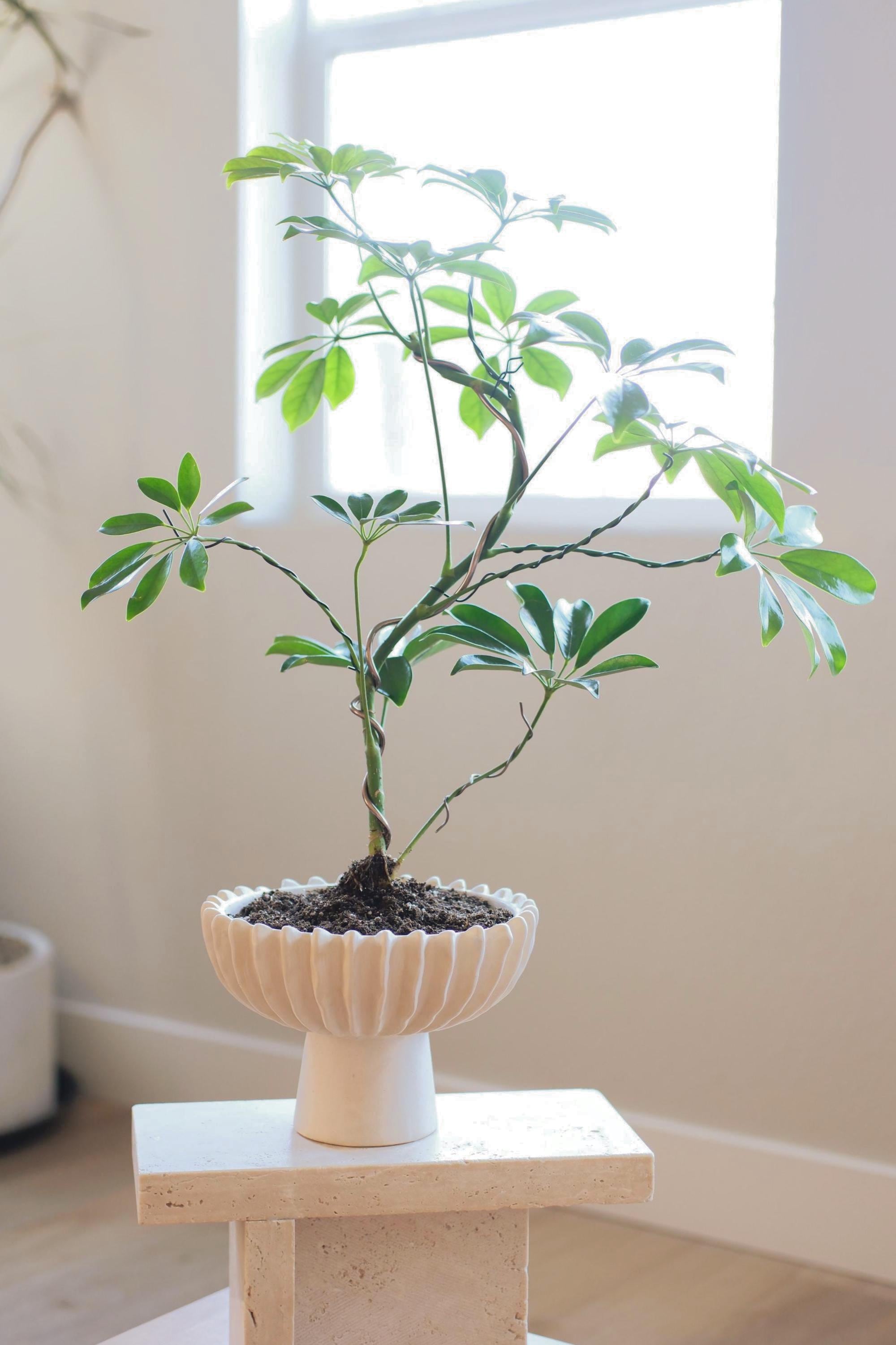 Schefflera bonsai - Etsy.de