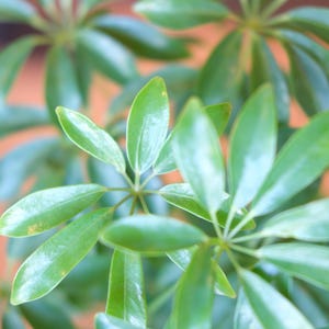 May include: Close-up of a green plant with multiple leaves radiating from a central point. The leaves are a vibrant green color and have a smooth, glossy texture. The background is blurred, with hints of orange and purple.