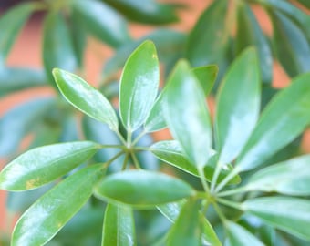 Schefflera Arboricola, planta paraguas de forma compacta