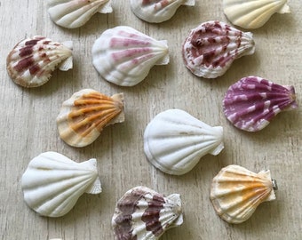 Shell Hair Clip Beach Mermaid Ocean Birthday Pool Party Favor Music Festival Hippie Boho Hawaiian Luau Tropical Island Wedding Surfer Girl