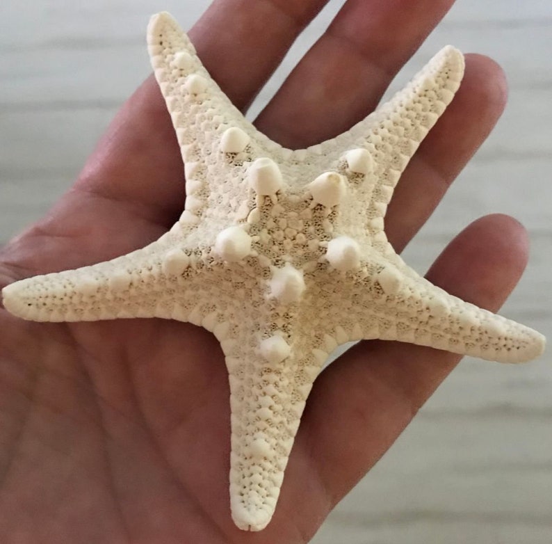 Starfish Hair Clip Large Knobby Ocean Under the Sea Hair Beach | Etsy