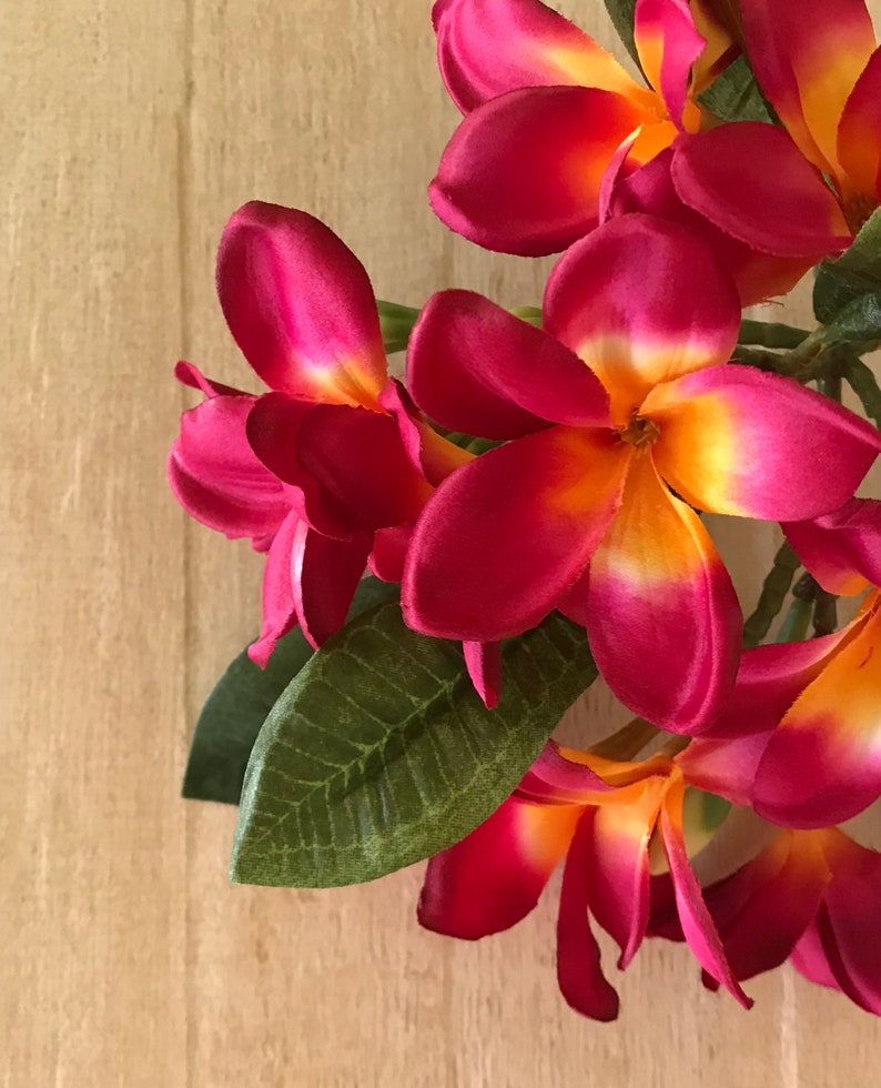 May include: A cluster of pink and yellow plumeria flowers with green leaves. The flowers are arranged in a circular pattern, with the petals overlapping.