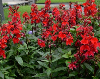 cardinal flower etsy