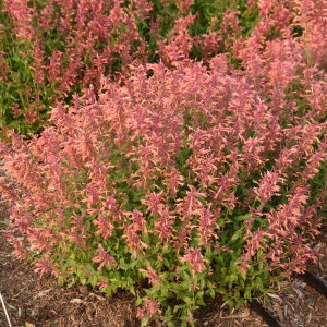 AGASTASHE 'GUAVA LAVA' - Hyssop.  Perennial.  Plant.