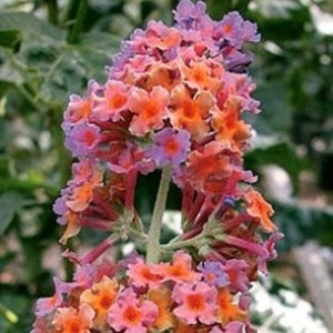 BUDDLEIA 'BICOLOR' - Butterfly Bush.  Perennial.  Plant.