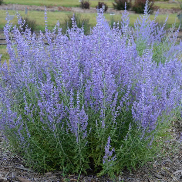 Perovskia 'BLUE JEAN BABY' - Russian Sage.  Perennial.  Plant.