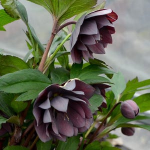 May include: Close-up of a cluster of dark purple hellebore flowers with green leaves. The flowers are in bloom and have a delicate, ruffled appearance.