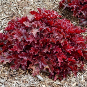 HEUCHERA 'CHERRY TRUFFLES' - Coral Bells.  Perennial.  Plant.