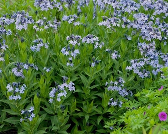 AMSONIA 'BLUE ICE' - Blue Star.  Perennial.  Plant.