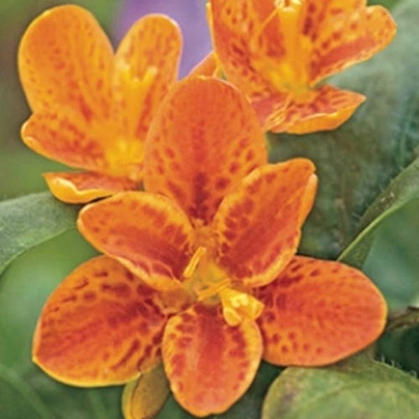 BELAMCANDA 'FRECKLE FACE' - Blackberry Lily.  Perennial.  Plant.