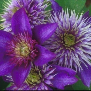 CLEMATIS 'MULTI-BLUE'.  Plant.  Perennial.  Vine.