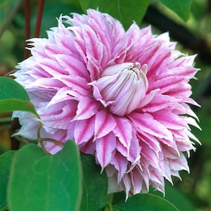CLEMATIS 'JOSEPHINE'.  Plant.  Perennial.  Vine.