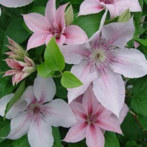 CLEMATIS 'JOHN PAUL'.  Plant.  Perennial.