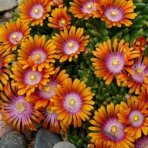 DELOSPERMA 'FIRE SPINNER' - Ice Flower.  Perennial.  Plant.