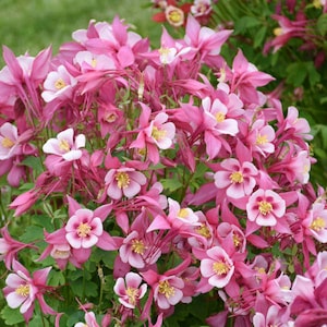 Aquilegia 'KIRIGAMI ROSE & PINK' - Columbine.  Perennial.  Plant.