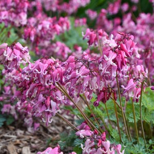 May include: Close-up of a cluster of pink bleeding heart flowers. The flowers have a heart shape with white tips and are arranged on arching stems. Green foliage is visible in the background, creating a natural garden scene.