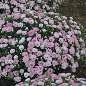 Dianthus 'APPLE BLOSSOM BURST'.  Maiden Pinks.  Perennial.  Plant.
