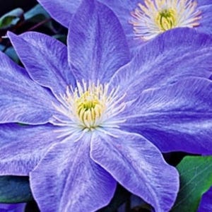 CLEMATIS 'DIANA'S DELIGHT'.  Perennial.  Plant.