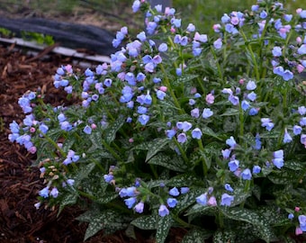 PULMONARIA 'TWINKLE TOES'. Lungwort.  Perennial.  Plant.