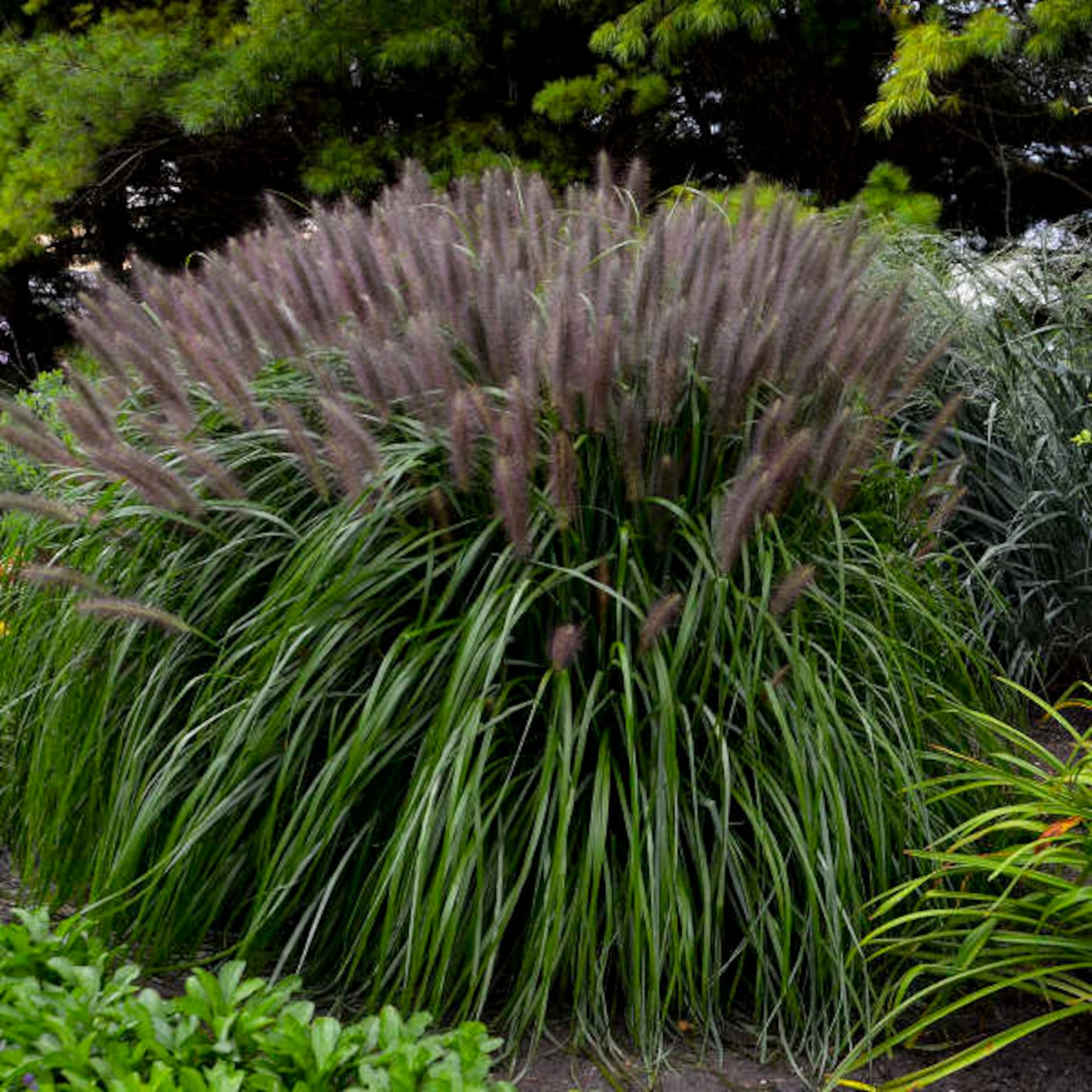 GRASS 'RED HEAD. Ornamental Fountain Grass. Perennial. Plant. - Etsy