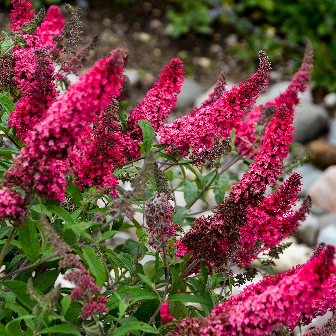 BUDDLEIA 'PRINCE CHARMING' - Butterfly Bush.  Perennial.  Plant.
