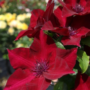 CLEMATIS 'NUBIA'.  Perennial.  Plant.  Vine.