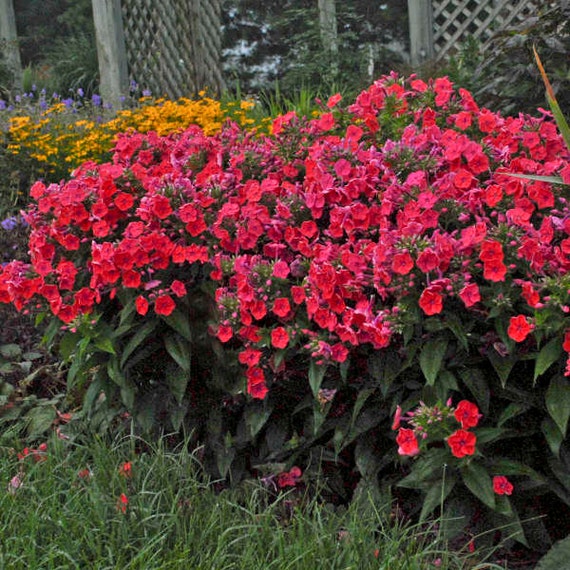 PHLOX 'FLAME RED' Tall Garden Phlox. Perennial. | Etsy