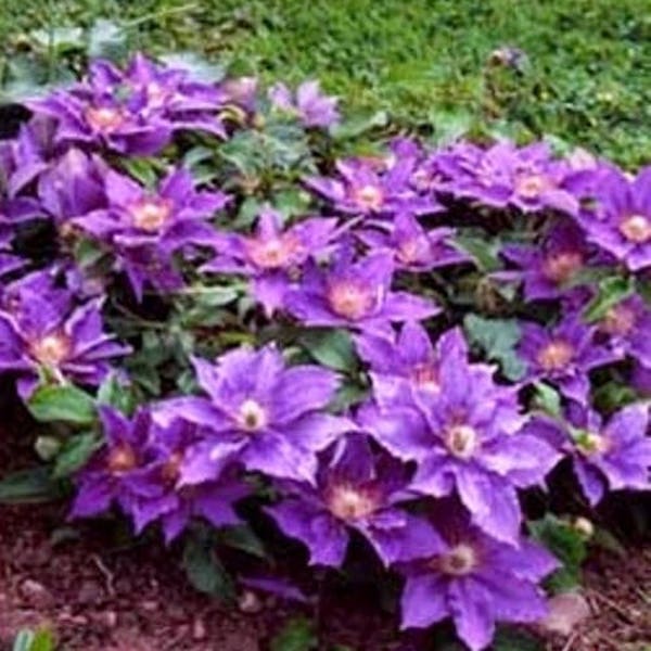 CLEMATIS 'BIJOU'.  Perennial.  Plant.