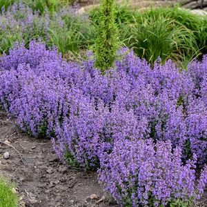 May include: A close-up view of a patch of purple flowering ground cover. The flowers are in full bloom and create a dense, vibrant carpet of color.