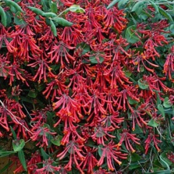 HONEYSUCKLE 'MAJOR WHEELER'.  Perennial.  Plant. Vine.