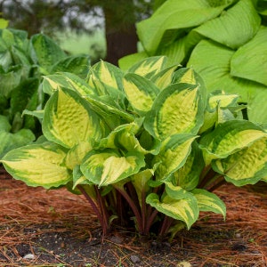 HOSTA 'ISLAND BREEZE'.  Perennial.  Plant.