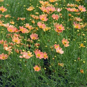 COREOPSIS 'CREAM CARAMEL'. Tickseed.  Perennial.  Plant.