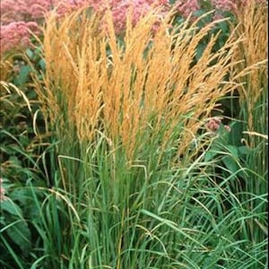 GRASS 'KARL FOERSTER' - Feather Reed Grass.  Perennial.  Plant.
