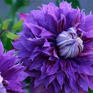 CLEMATIS 'DIAMANTINA'.  Plant. Perennial.  Vine.