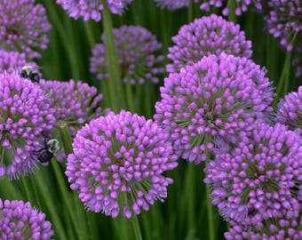 May include: Close-up of vibrant purple allium flowers in full bloom. The spherical flower heads are composed of numerous tiny florets, creating a dense, textured appearance. Green stems and leaves provide a contrasting backdrop. Bees are visible.
